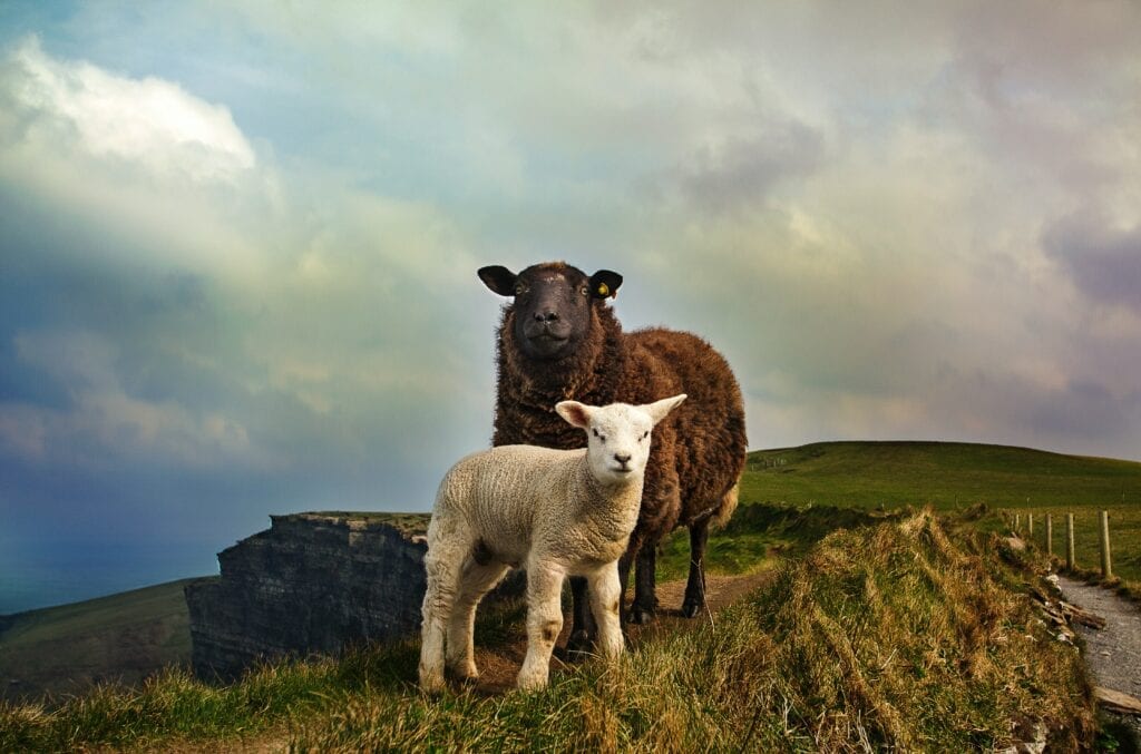 Sheep Pic
