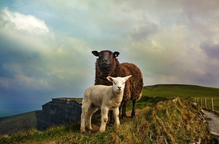 Sheep Pic