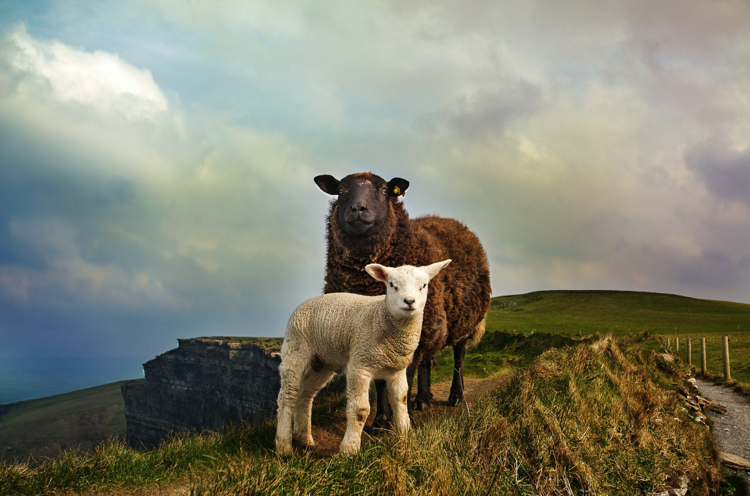 Sheep pic